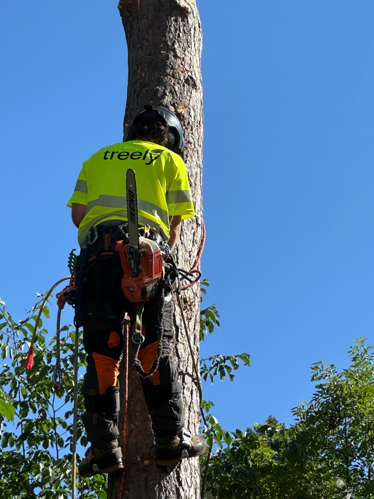 Arborist i Strängnäs