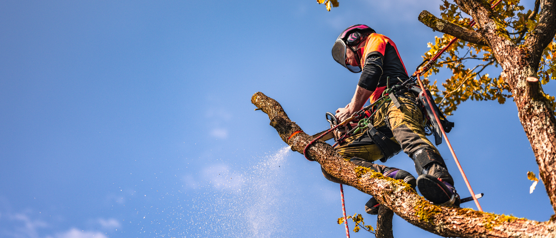 Arborist i Strängnäs